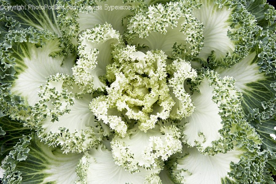 Plant, Cabbage, Food, Vegetable, Kale