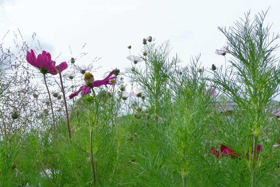 Plant, Petal, Blossom, Flower, Animal