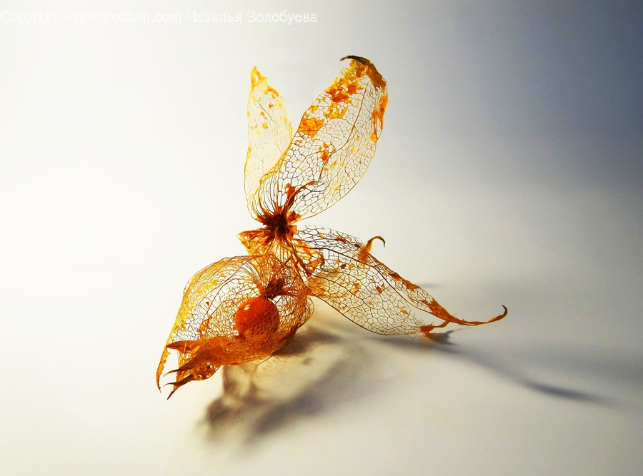 Insect, Invertebrate, Animal, Dragonfly, Anisoptera