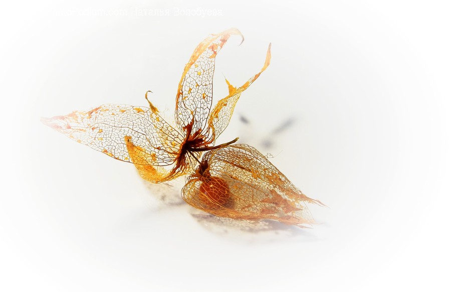 Invertebrate, Insect, Animal, Wasp, Hornet