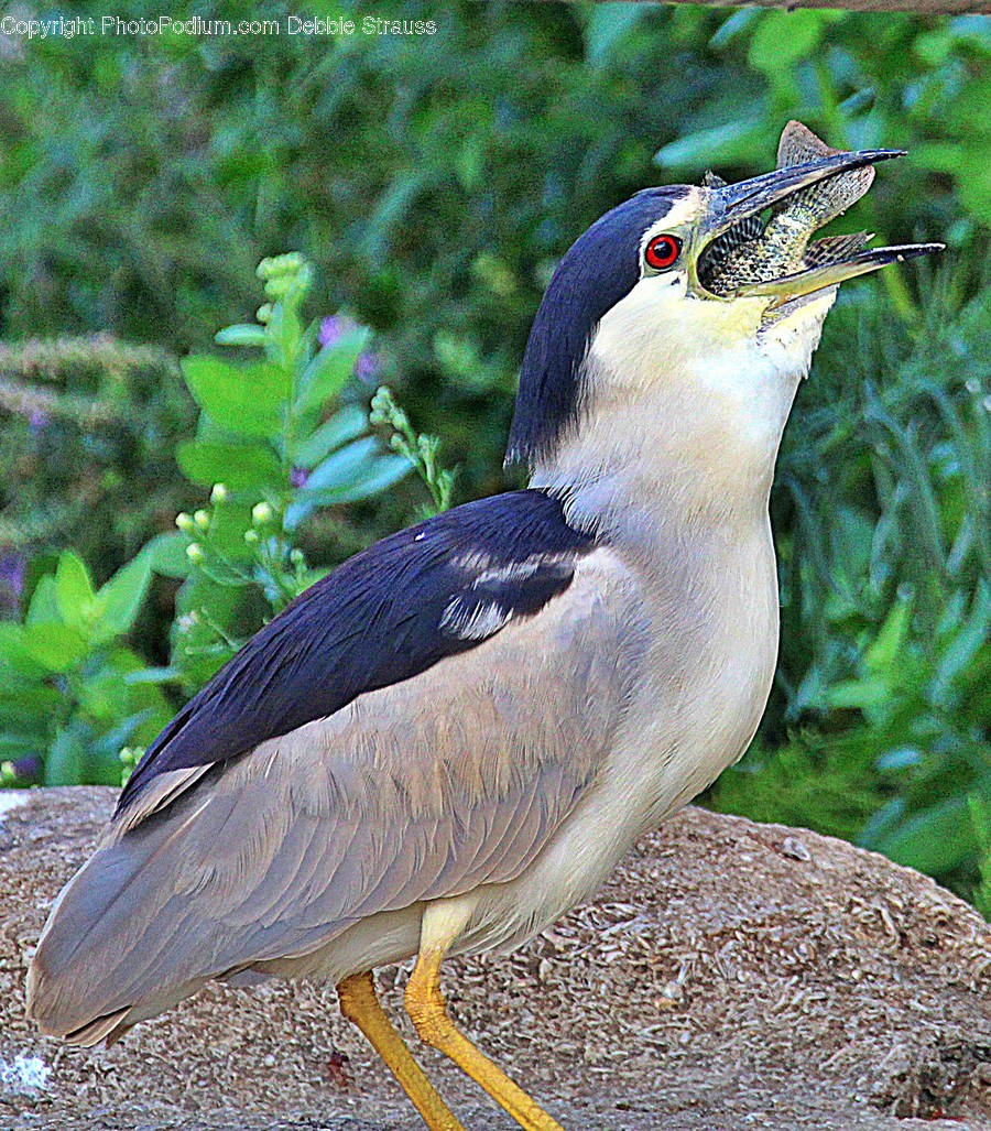 Animal, Bird, Waterfowl, Plant, Vegetation
