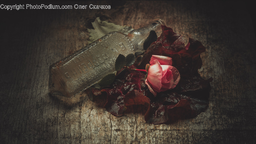 Rose, Flower, Plant, Blossom, Petal