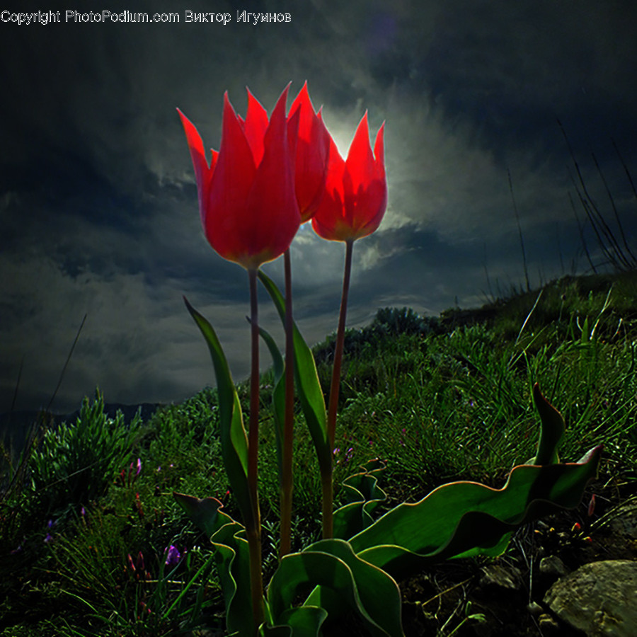 Plant, Blossom, Flower, Tulip, Animal