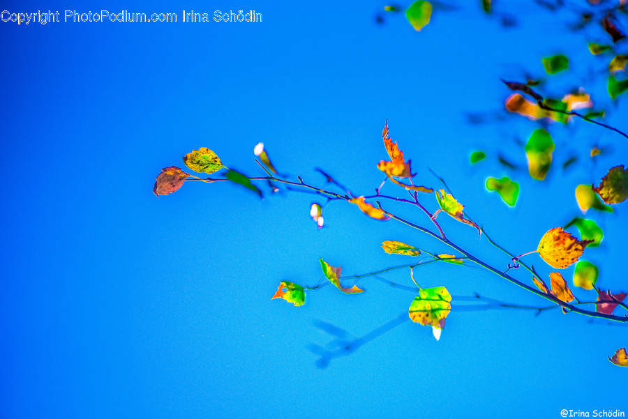 Fish, Animal, Reptile, Turtle, Sea Life