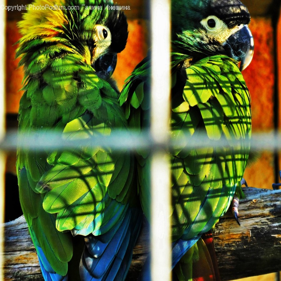 Parrot, Macaw, Animal, Bird, Fowl