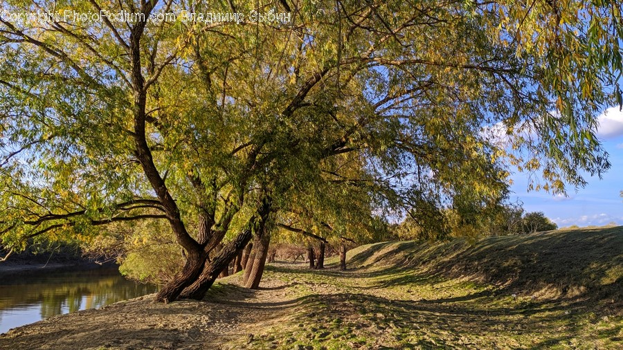 Plant, Tree, Tree Trunk, Ground