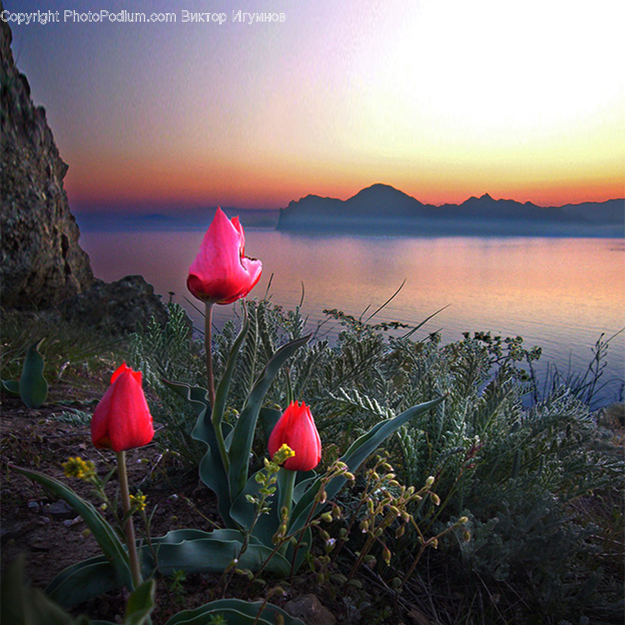 Plant, Blossom, Flower, Tulip, Petal