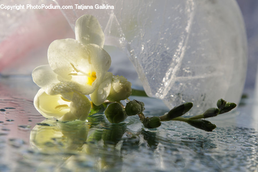 Flower, Lily, Plant, Pond Lily, Blossom, Flora, Bowl