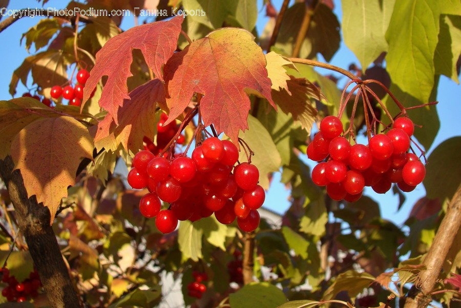 Plant, Leaf, Fruit, Food, Tree