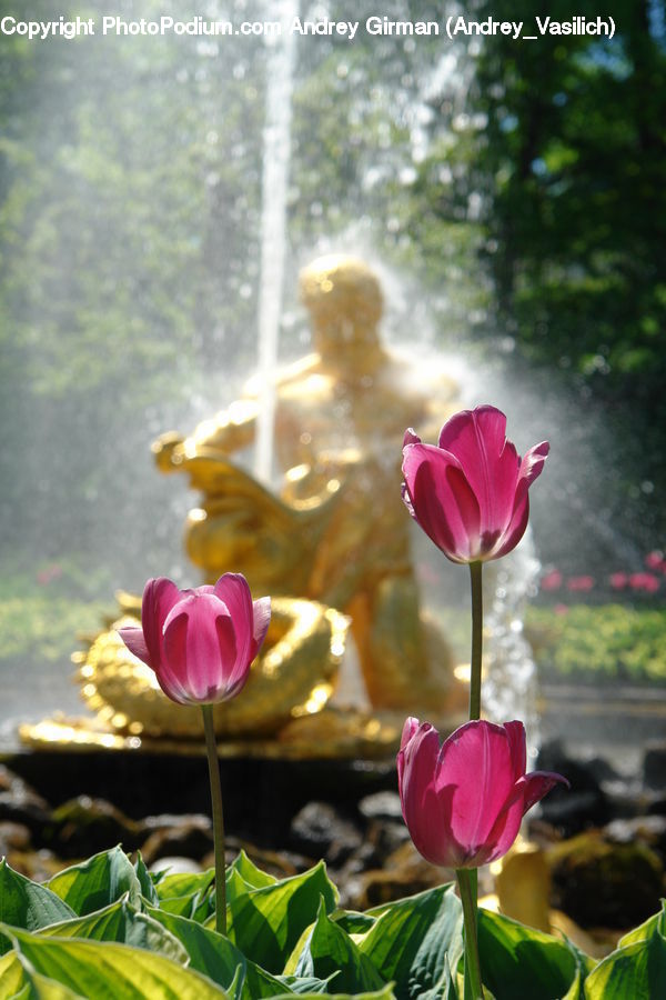 Blossom, Flora, Flower, Plant, Tulip, Flare, Light