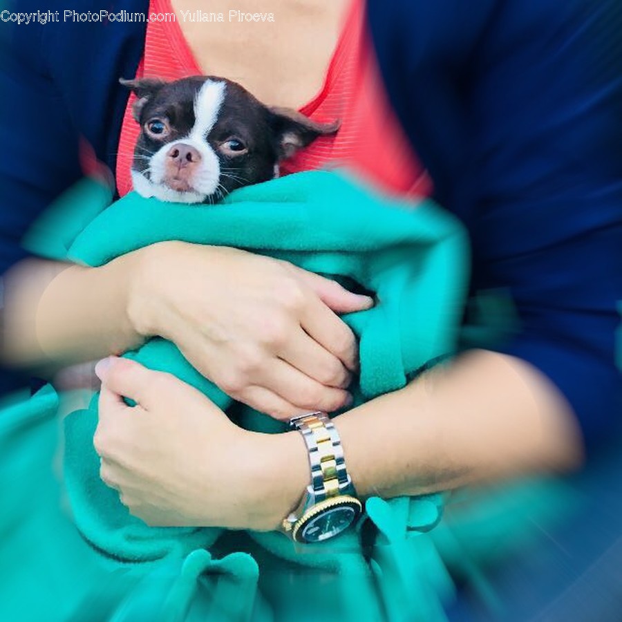 Boston Bull, Dog, Pet, Animal, Bulldog