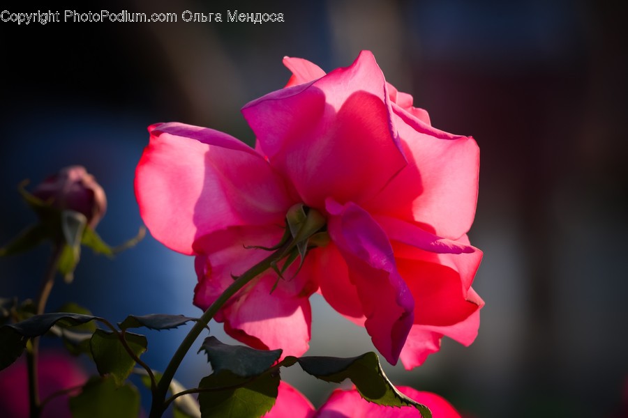 Blossom, Plant, Flower, Rose, Geranium