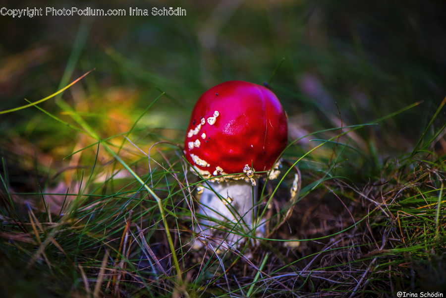 Plant, Fungus, Amanita, Agaric, Mushroom