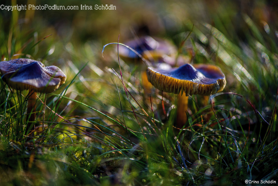 Plant, Fungus, Agaric, Mushroom, Amanita