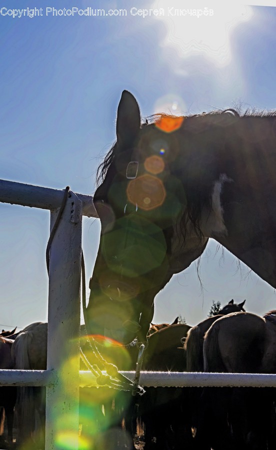 Outdoors, Nature, Animal, Mammal, Horse