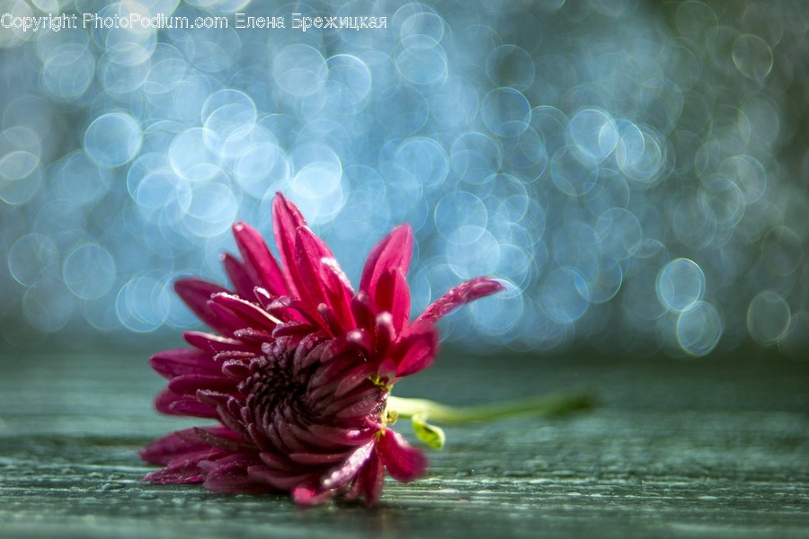 Plant, Blossom, Petal, Flower, Dahlia