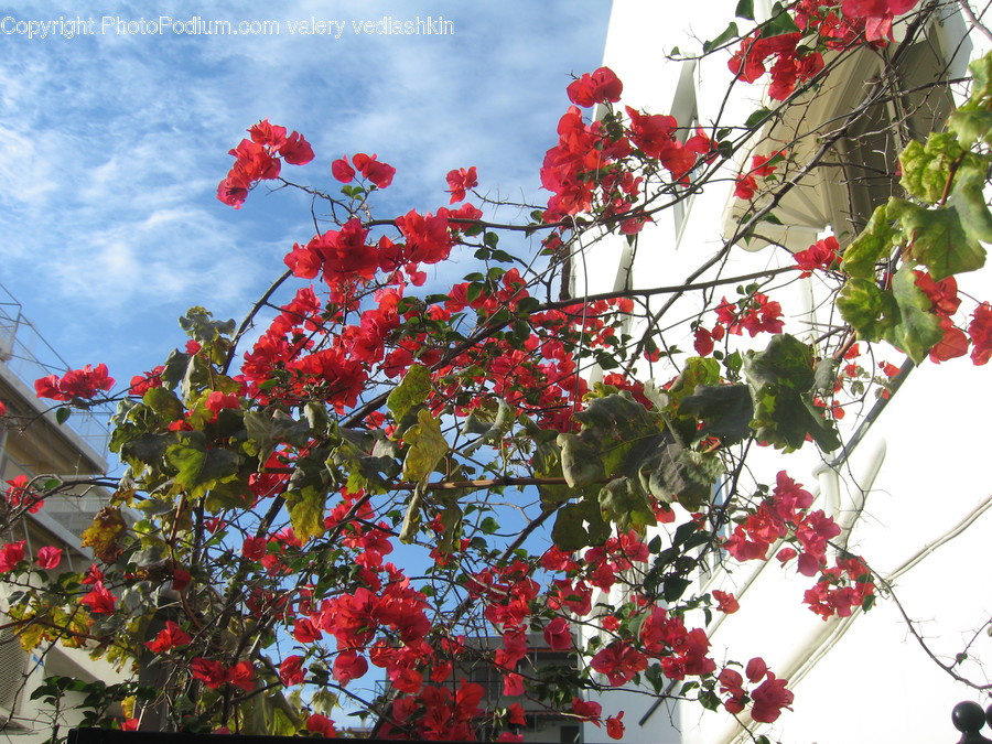 Plant, Flower, Blossom, Food, Fruit