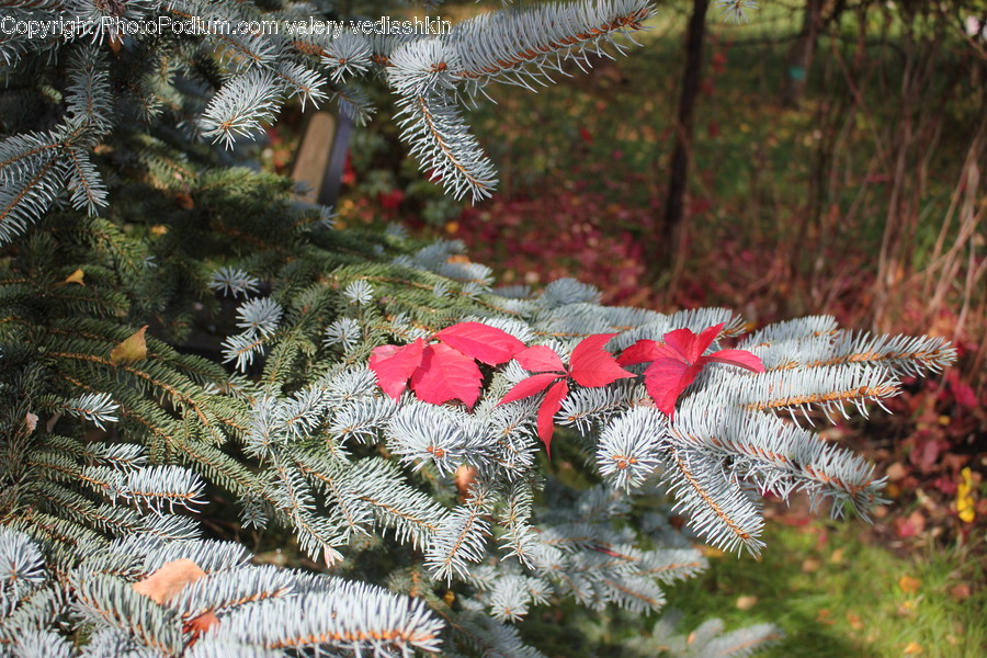 Plant, Tree, Conifer, Spruce, Abies