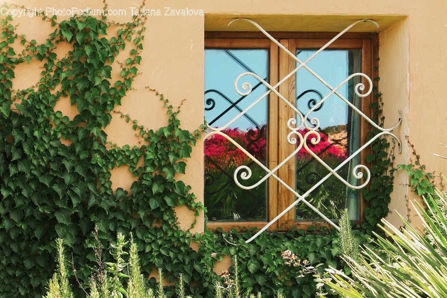 Plant, Ivy, Vine, Window