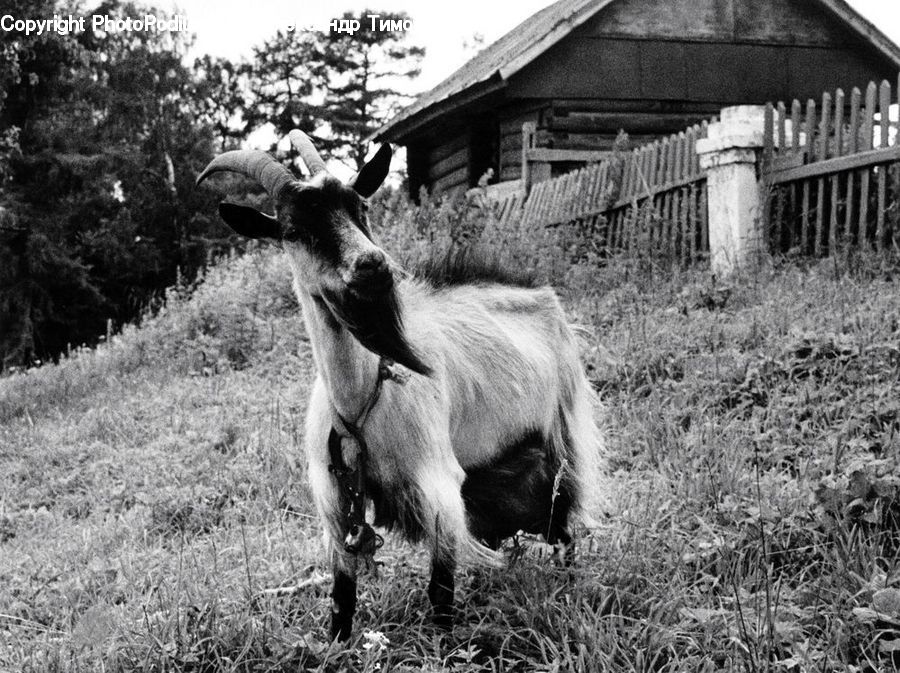 Animal, Colt Horse, Foal, Horse, Mammal, Countryside, Farm