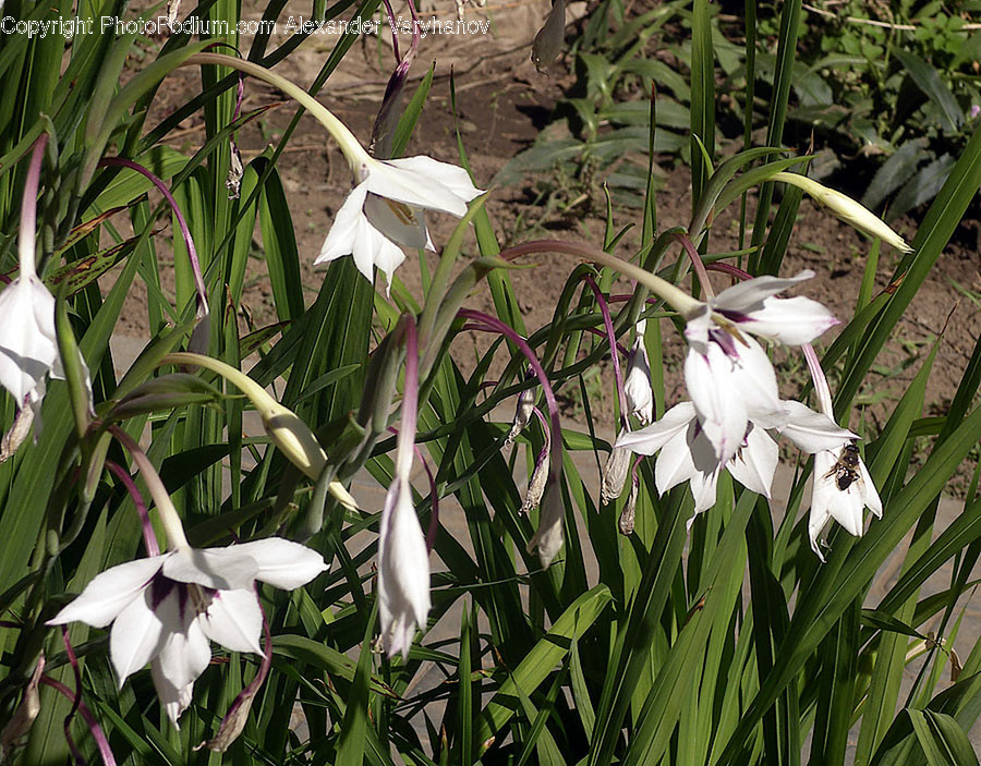 Plant, Blossom, Amaryllidaceae, Flower, Animal