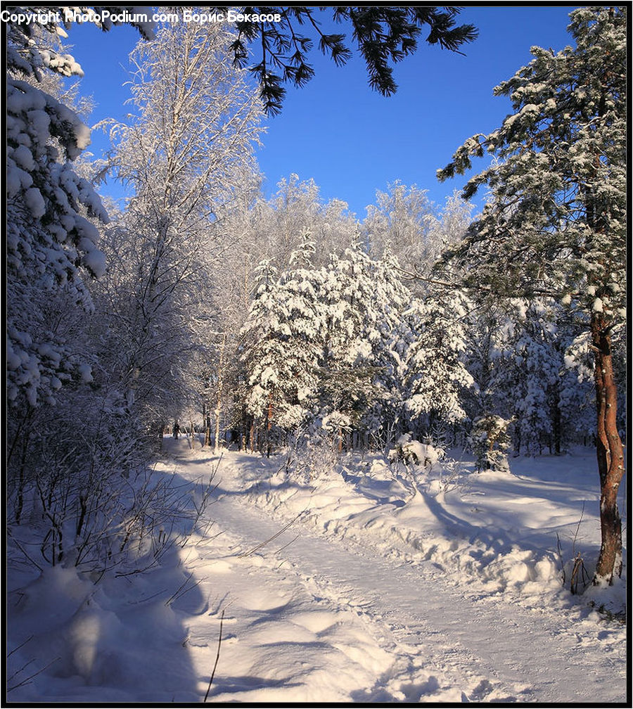 Landscape, Nature, Scenery, Ice, Outdoors, Snow, Conifer