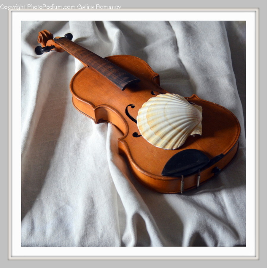 Leisure Activities, Animal, Invertebrate, Sea Life, Musical Instrument