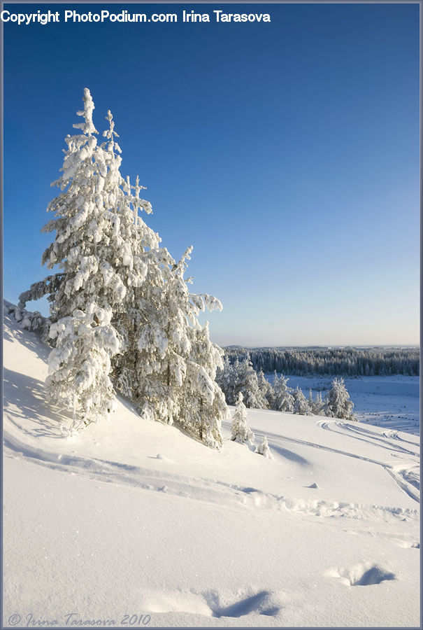 Piste, Skiing, Slide, Snow, Sport, Conifer, Fir