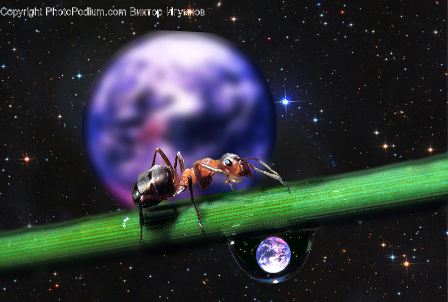 Invertebrate, Insect, Animal, Sphere, Astronomy