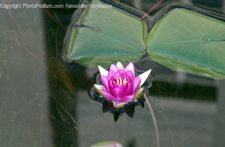 Plant, Flower, Lily, Blossom, Pond Lily