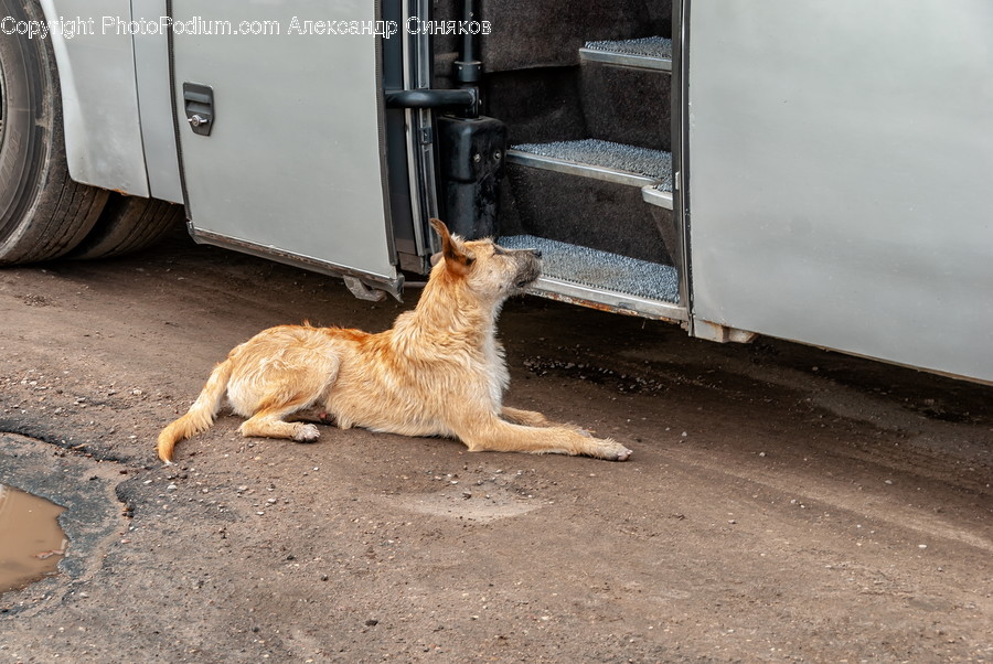 Animal, Cat, Pet, Mammal, Canine