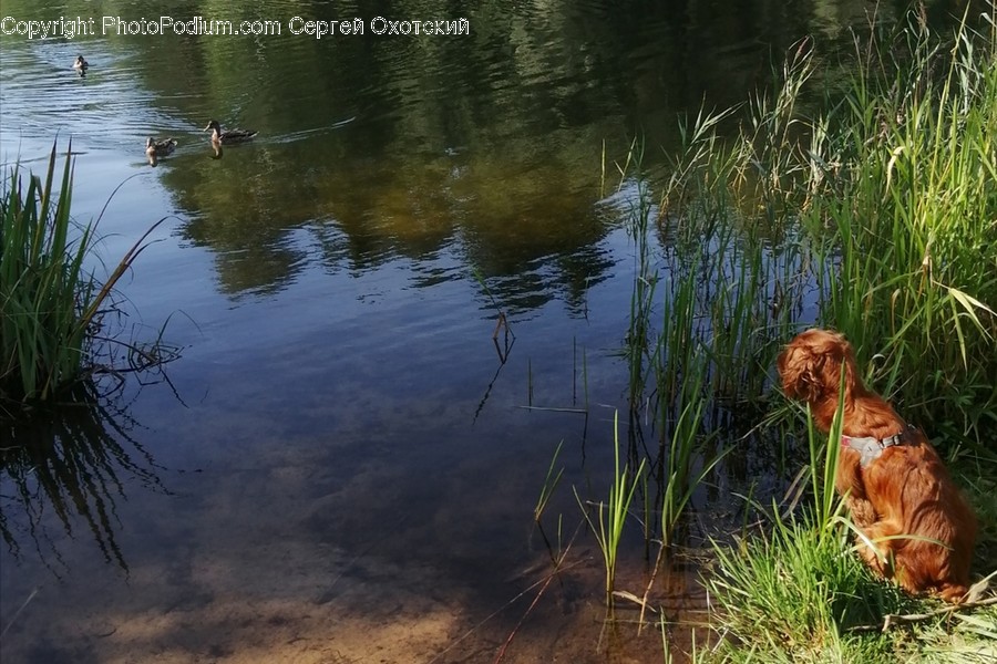 Water, Nature, Outdoors, Land, Pond