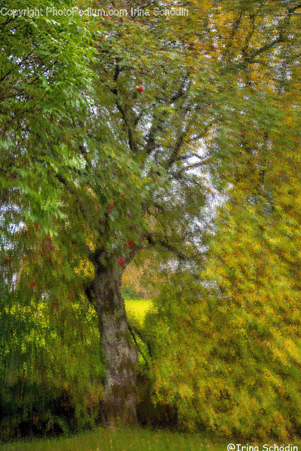 Plant, Tree, Tree Trunk, Art, Painting