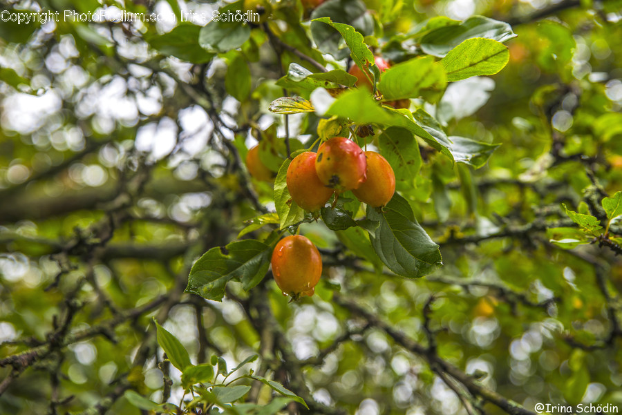 Plant, Food, Fruit, Produce, Apricot