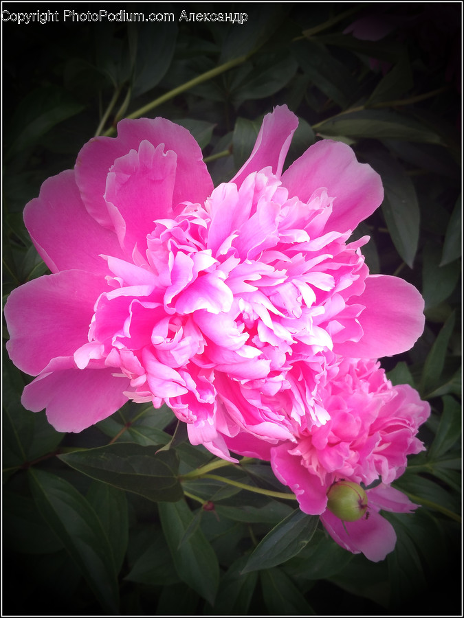 Plant, Blossom, Flower, Peony, Geranium