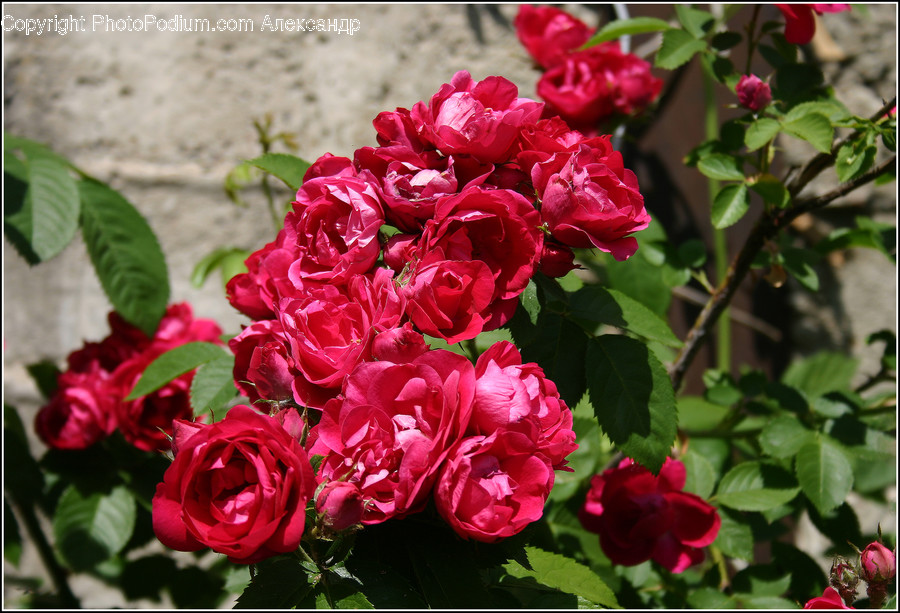 Flower, Plant, Geranium, Blossom, Rose
