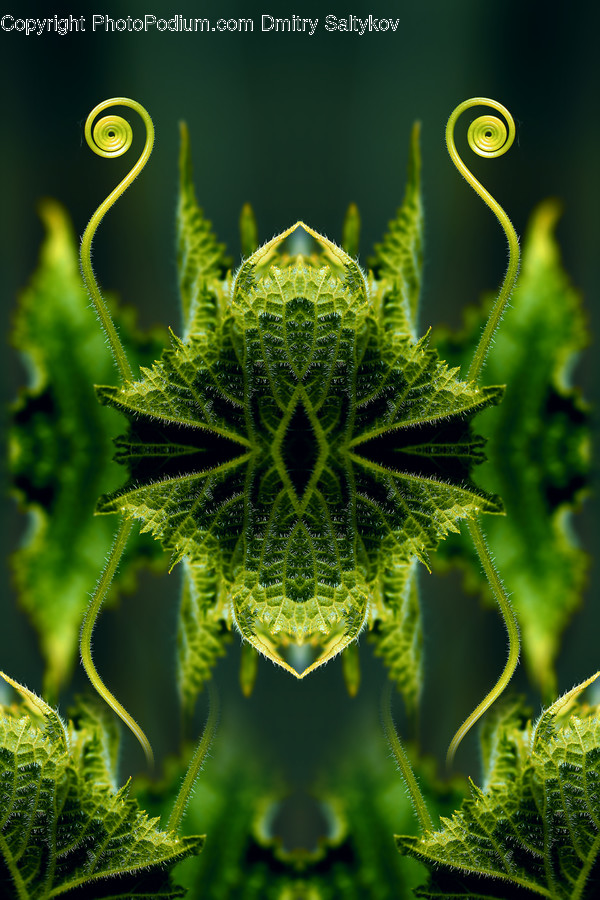 Plant, Green, Pattern, Fractal, Ornament