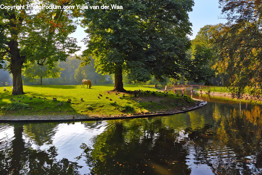 Outdoors, Pond, Water, Park, Canal, River, Blossom