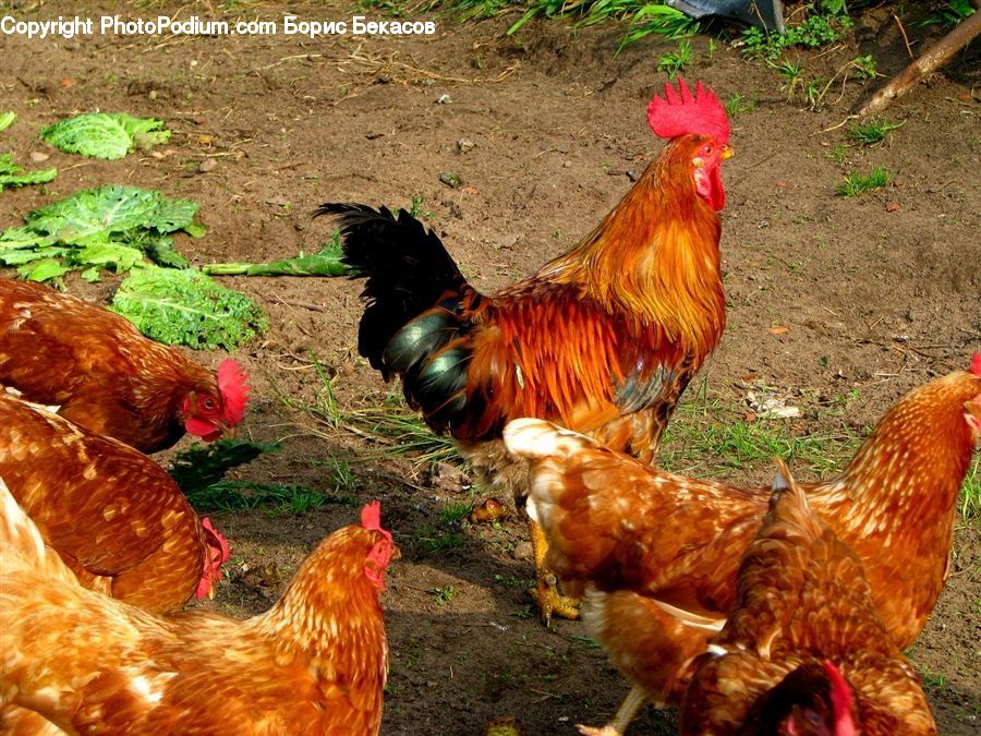 Chicken, Cock Bird, Fowl, Poultry, Rooster, Bird, Agaric