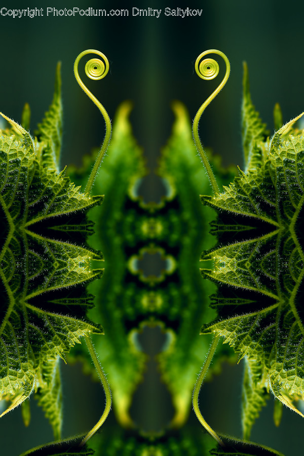 Green, Plant, Leaf, Pattern, Weed