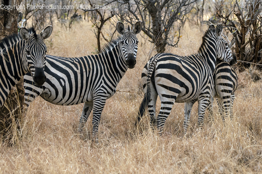 Mammal, Wildlife, Zebra, Animal