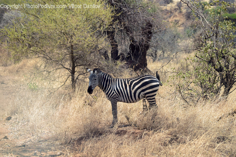 Animal, Mammal, Zebra, Wildlife
