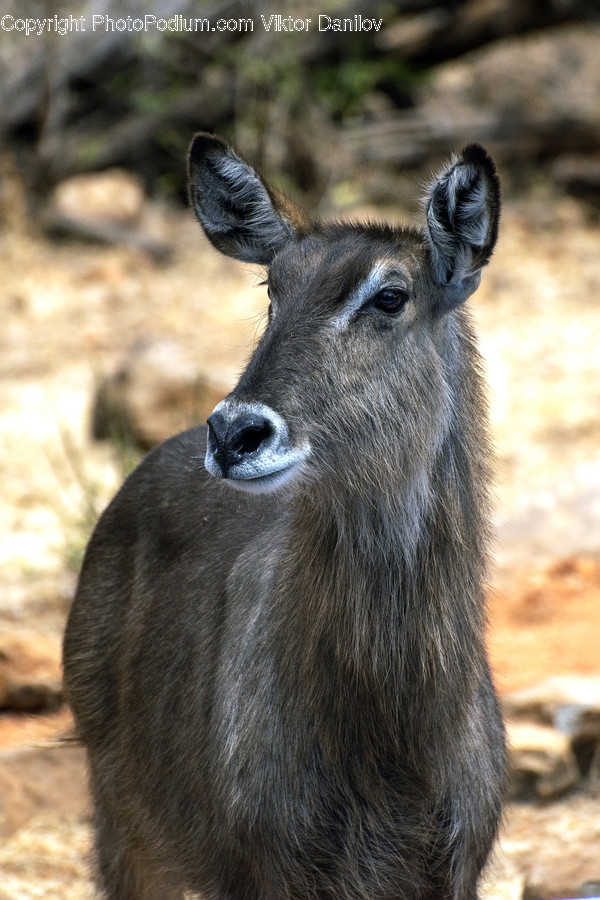 Mammal, Animal, Wildlife, Deer, Kangaroo