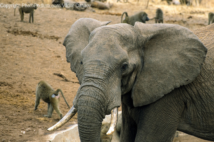 Wildlife, Animal, Elephant, Mammal, Antelope