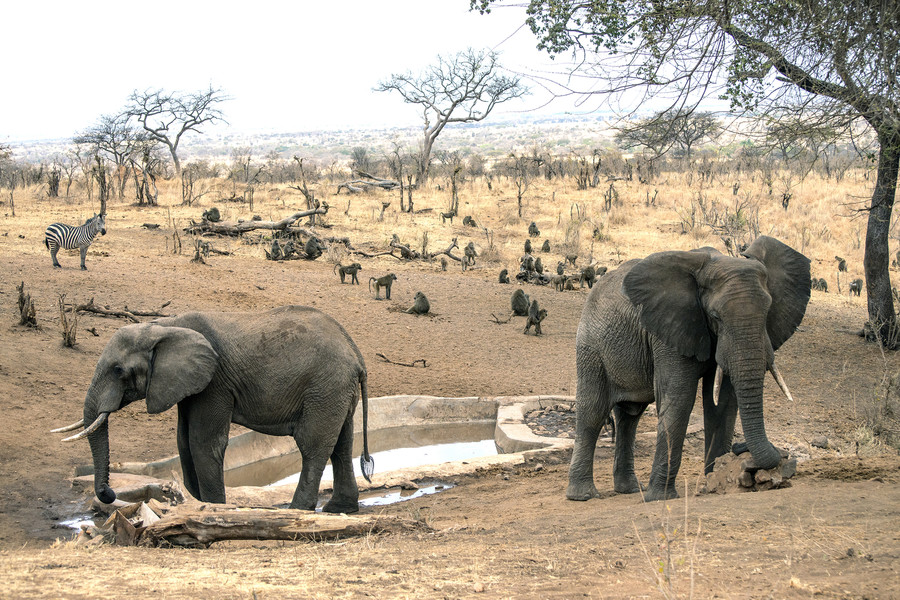 Animal, Elephant, Wildlife, Mammal, Zebra