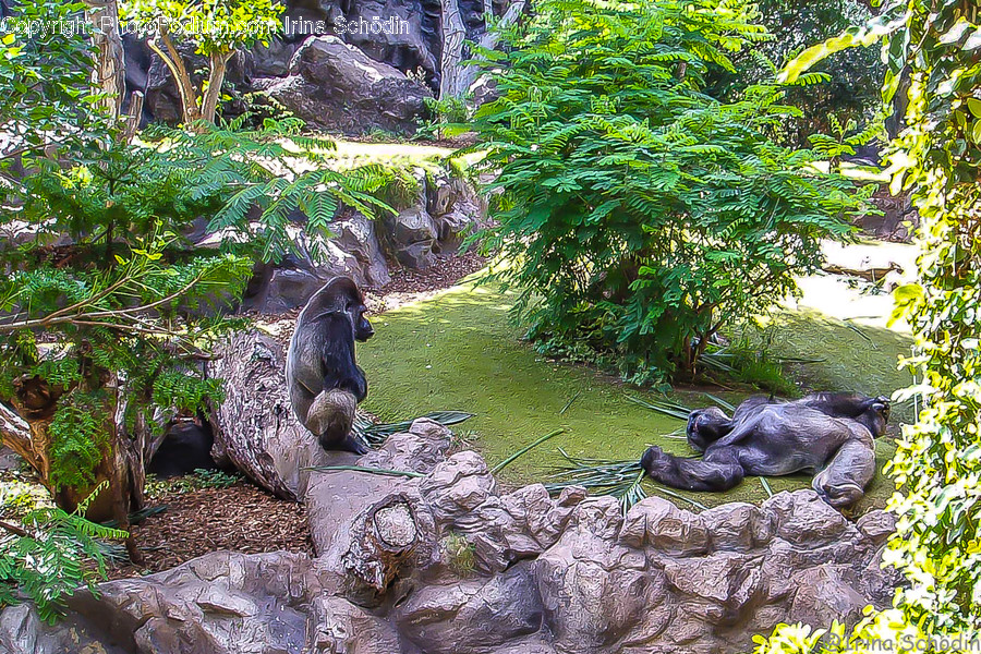 Animal, Ape, Wildlife, Mammal, Bird