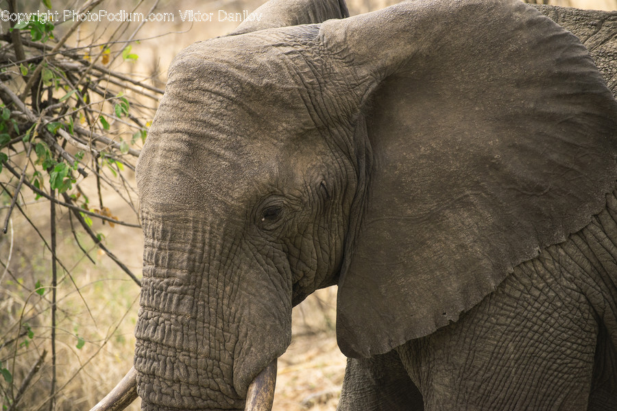Wildlife, Mammal, Elephant, Animal