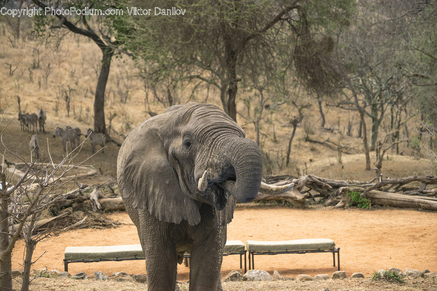 Elephant, Mammal, Animal, Wildlife, Furniture