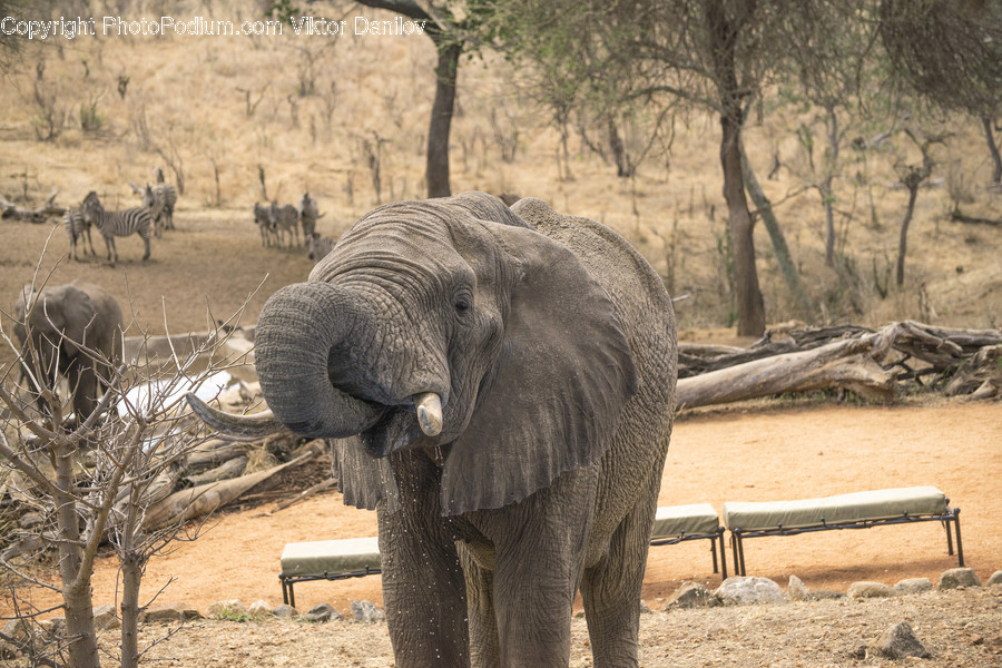 Mammal, Elephant, Animal, Wildlife, Wood