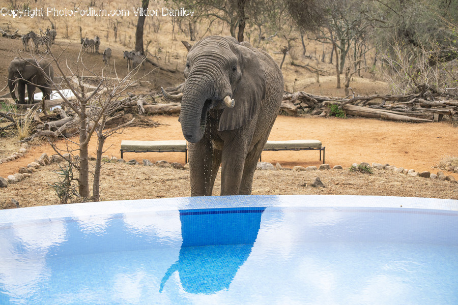 Mammal, Elephant, Wildlife, Animal
